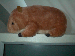 Wombat